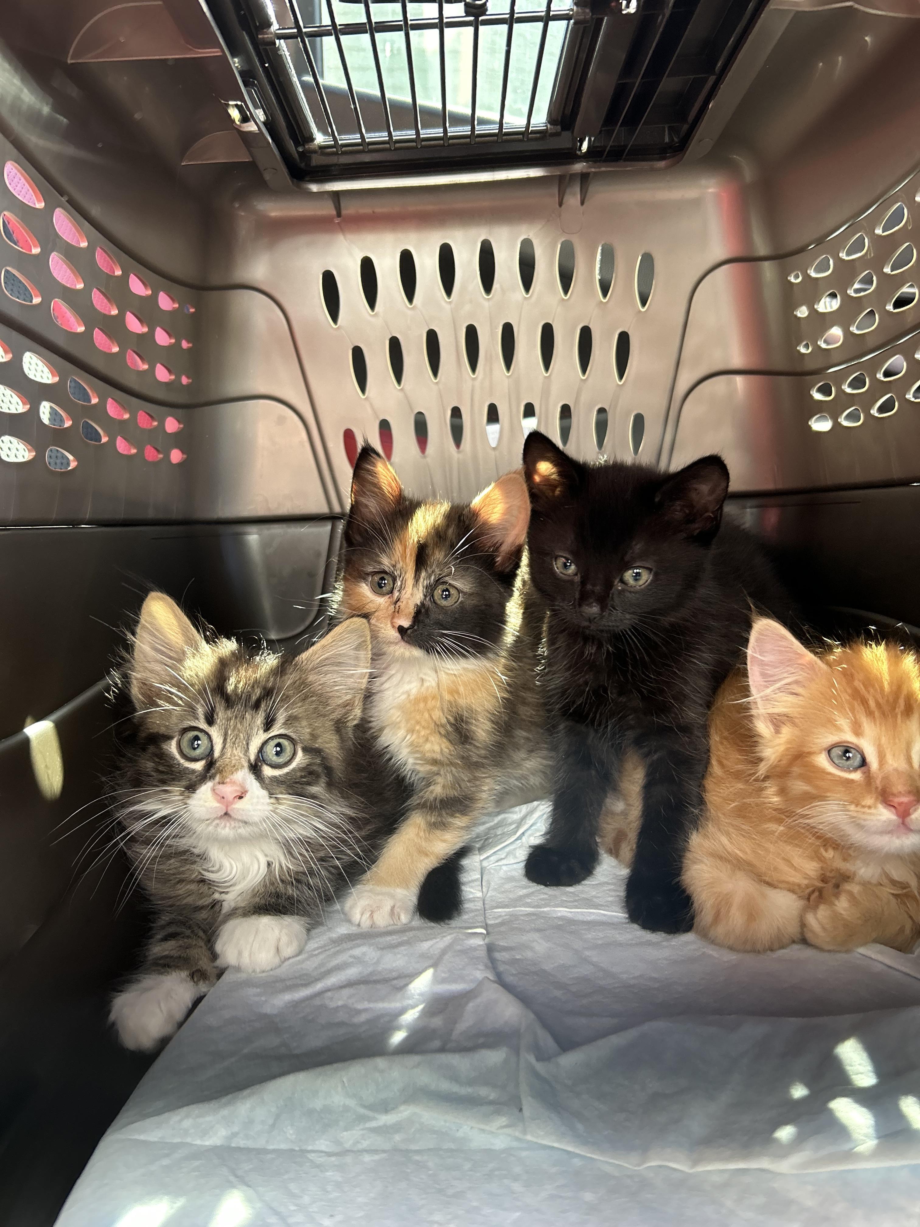 Baby Ruth, Toffifay, Milky Way, Rolo