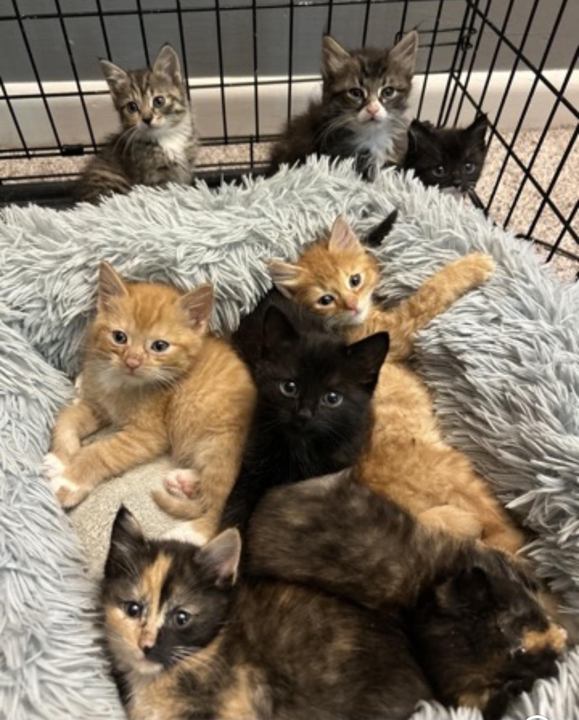 Baby Ruth, Toffifay, Milky Way, Rolo