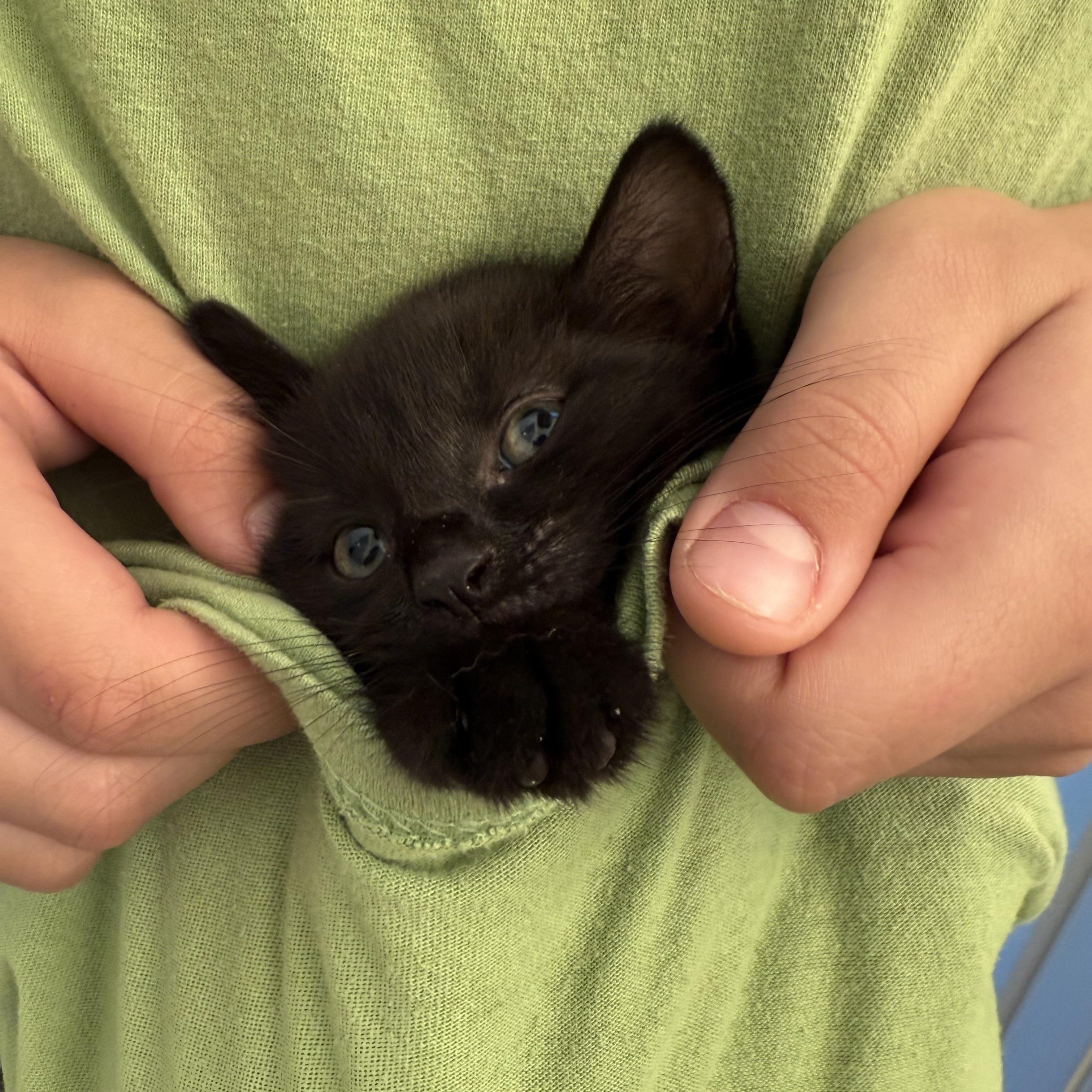 Baby Ruth, Toffifay, Milky Way, Rolo