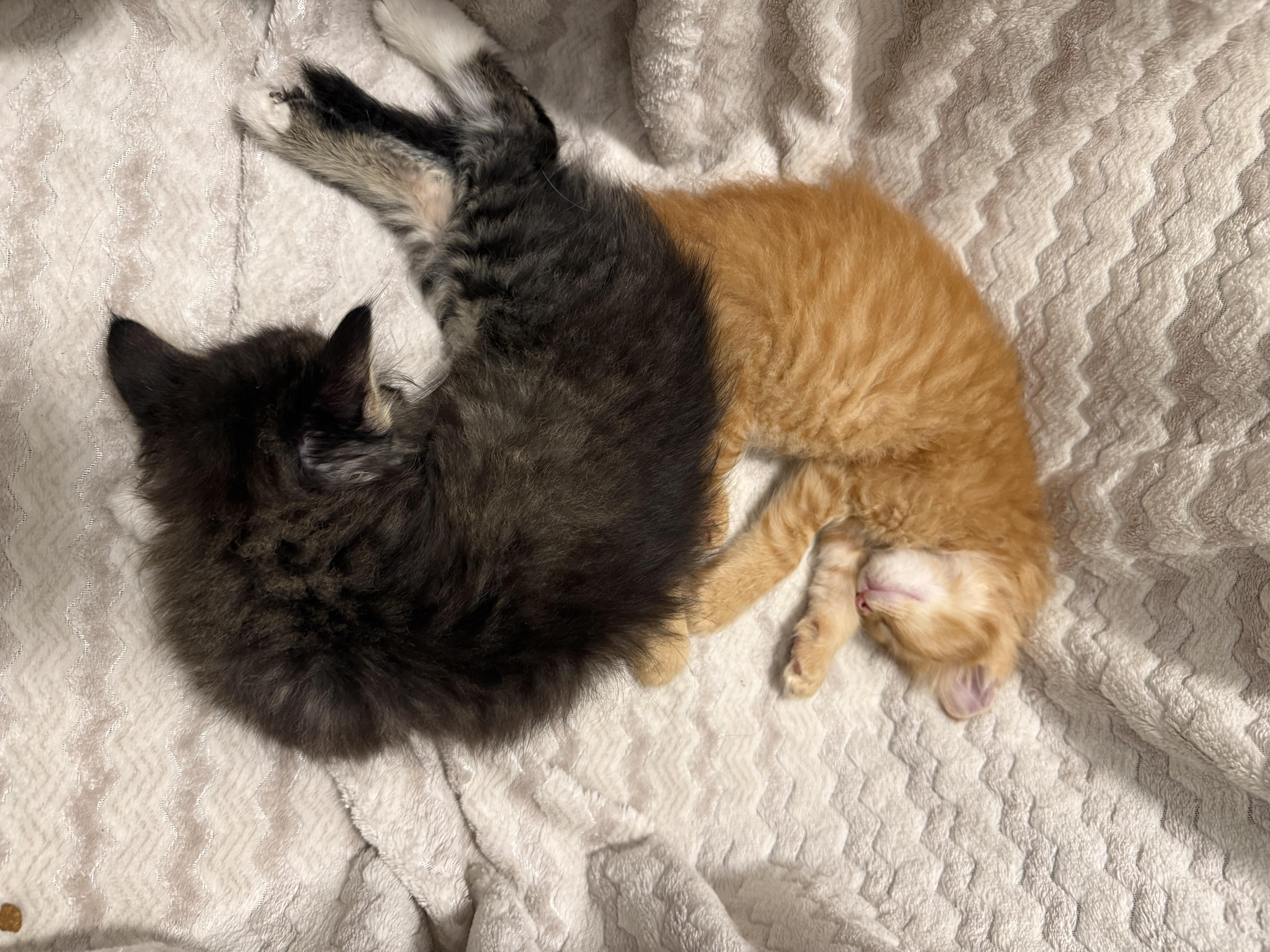 Baby Ruth, Toffifay, Milky Way, Rolo