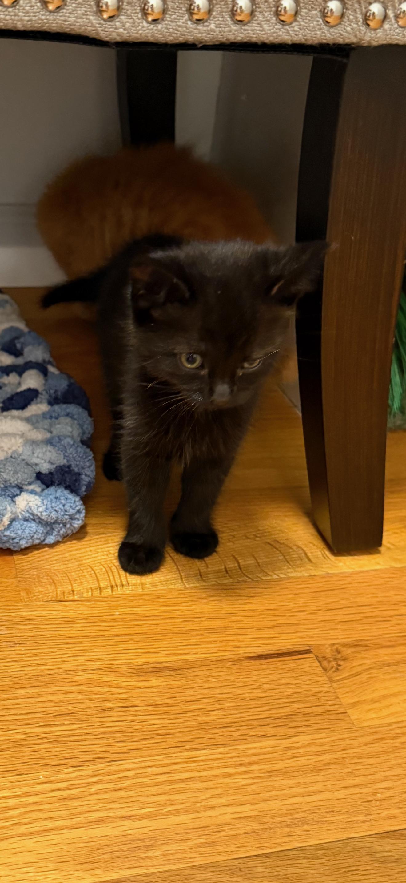 Baby Ruth, Toffifay, Milky Way, Rolo