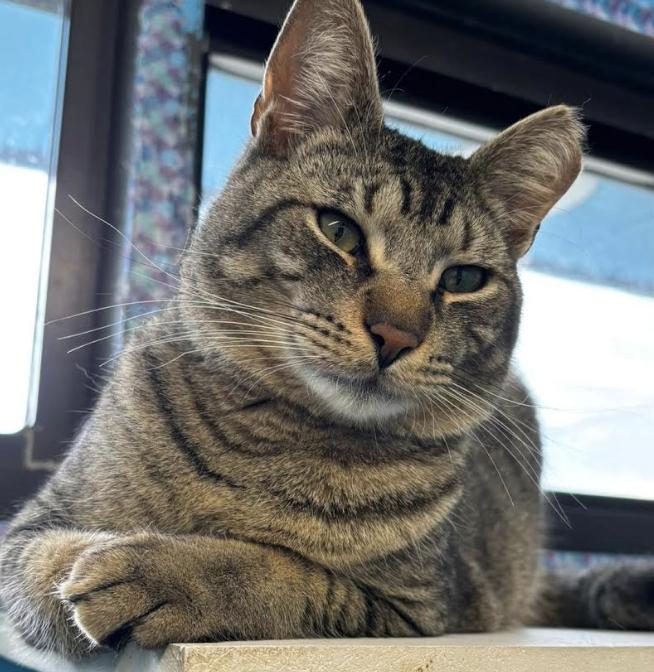 Jones, a Adoptable Domestic Short Hair in Long Beach, NY image 4/6