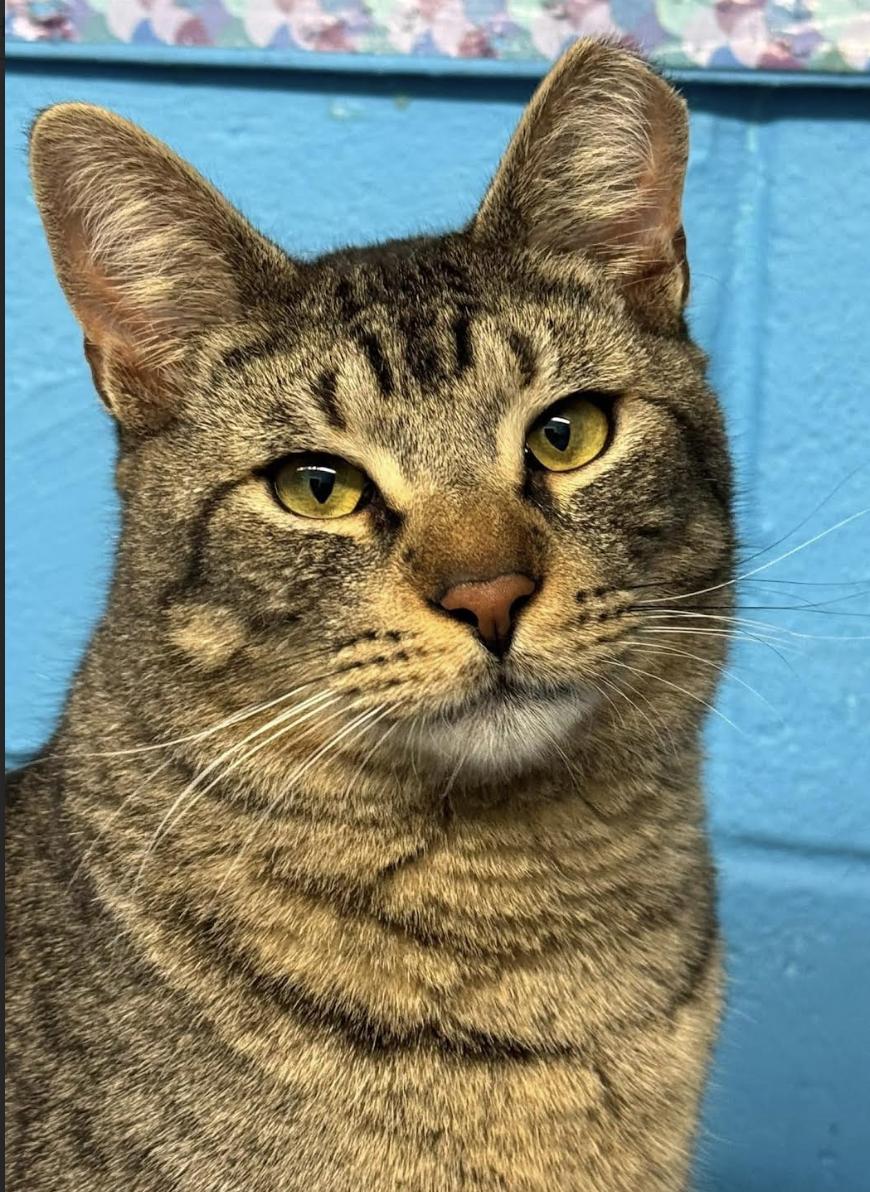 Jones, a Adoptable Domestic Short Hair in Long Beach, NY image 2/6