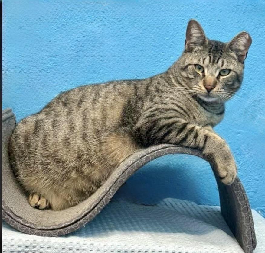 Jones, a Adoptable Domestic Short Hair in Long Beach, NY image 1/6