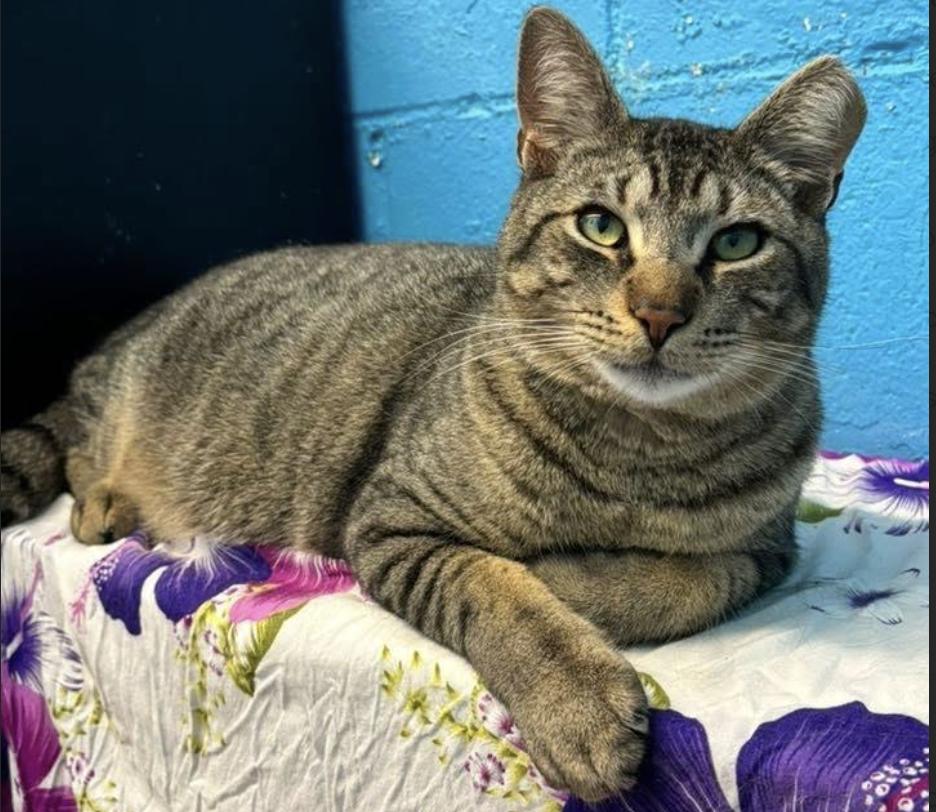 Jones, a Adoptable Domestic Short Hair in Long Beach, NY image 3/6