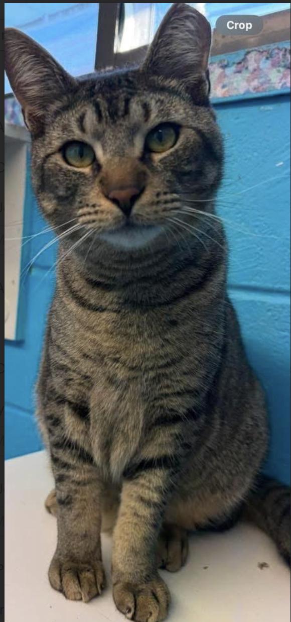 Jones, a Adoptable Domestic Short Hair in Long Beach, NY image 5/6