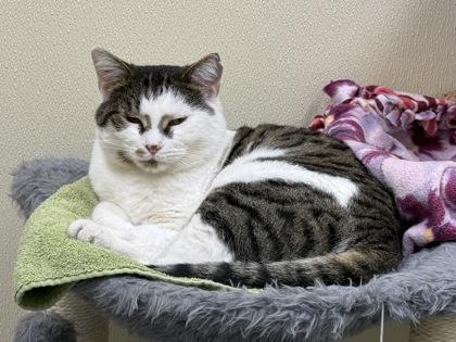 Abbott, a Adoptable Domestic Short Hair in Maumee, OH image 1/3