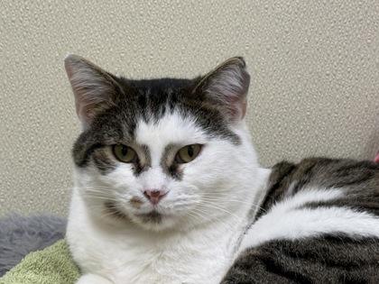 Abbott, a Adoptable Domestic Short Hair in Maumee, OH image 2/3