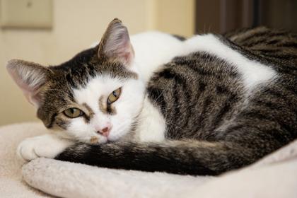 Abbott, a Adoptable Domestic Short Hair in Maumee, OH image 3/3