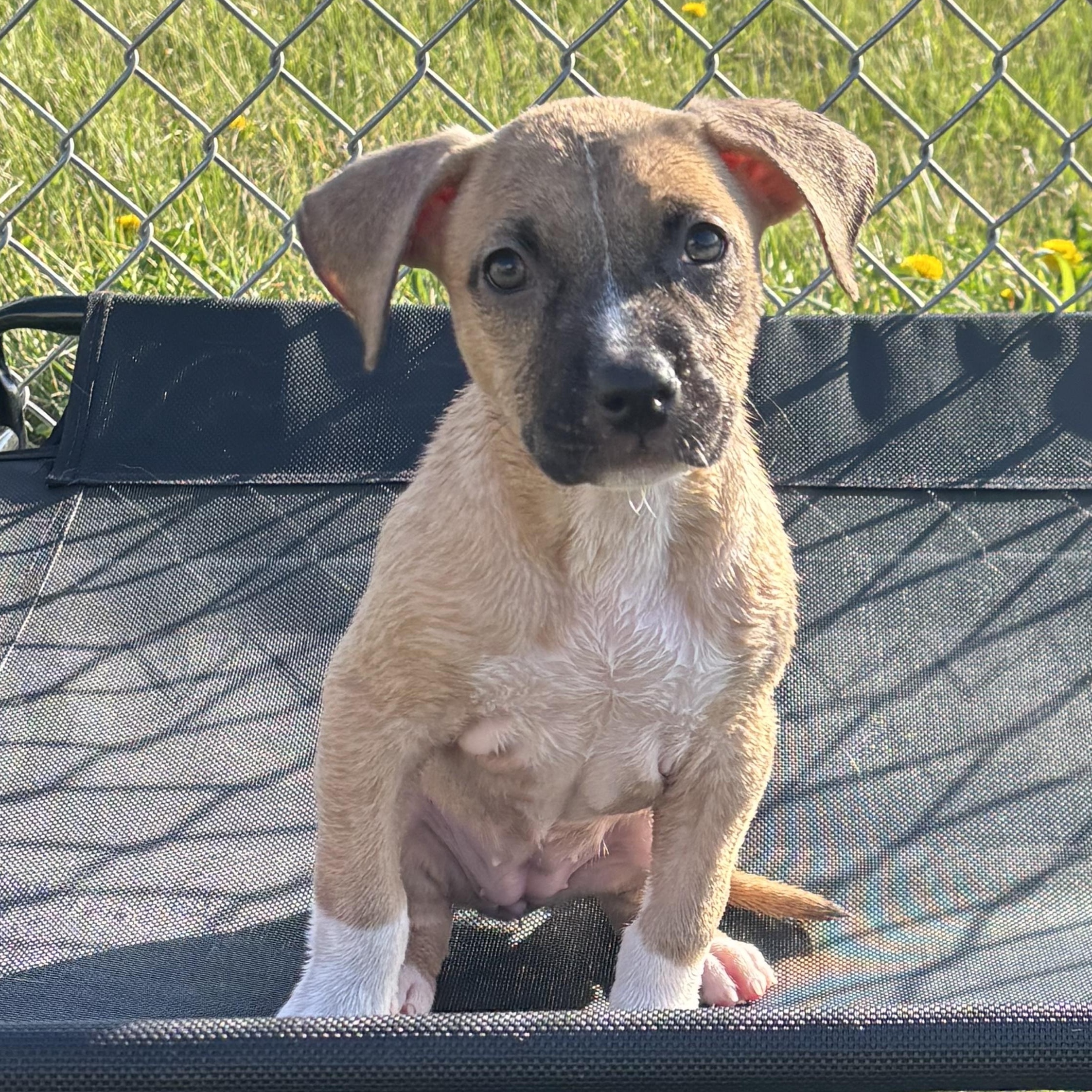Enlarge Lennon, a ADOPTABLE mixed breed in Liberty, MO image 6/6