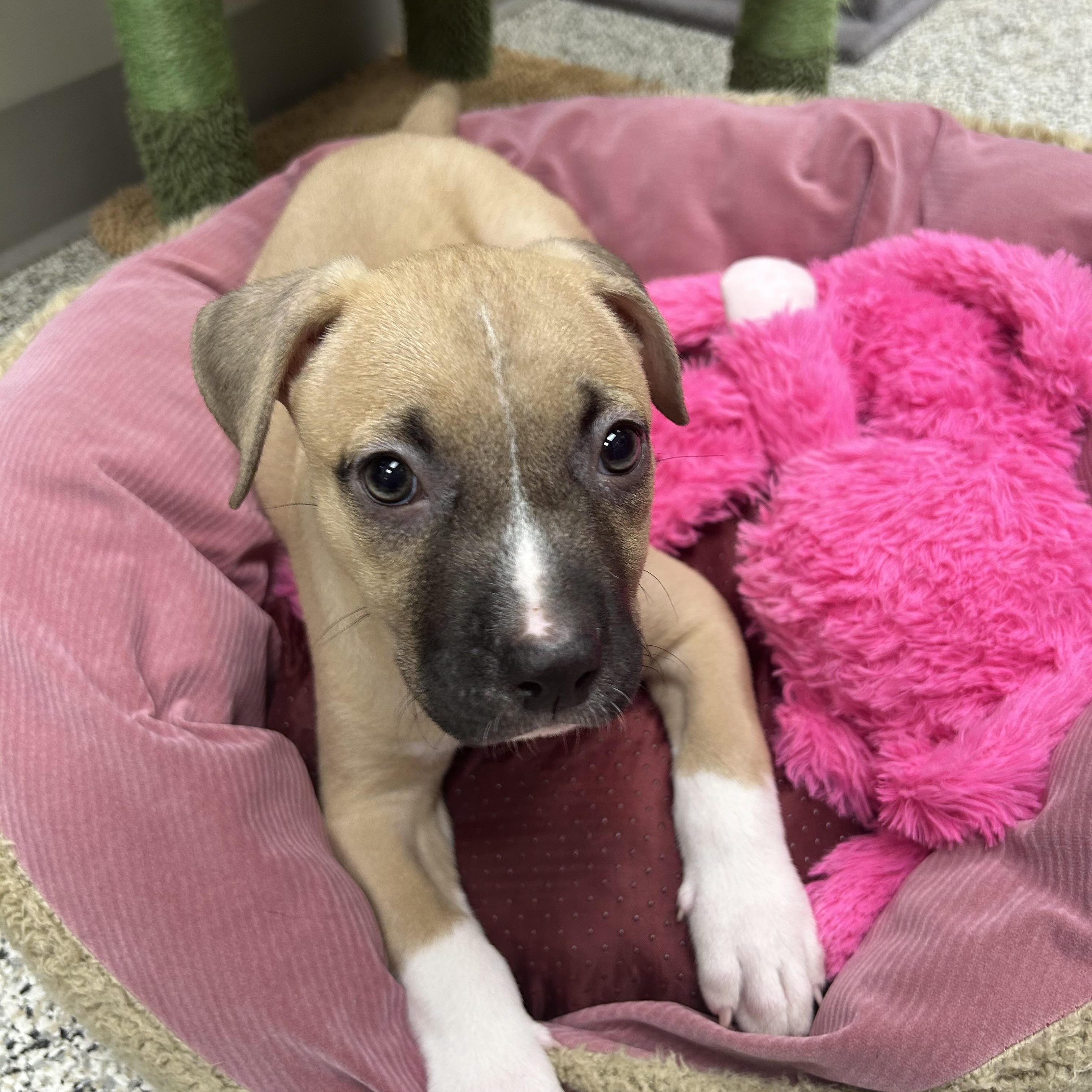 Enlarge Lennon, a ADOPTABLE mixed breed in Liberty, MO image 3/6