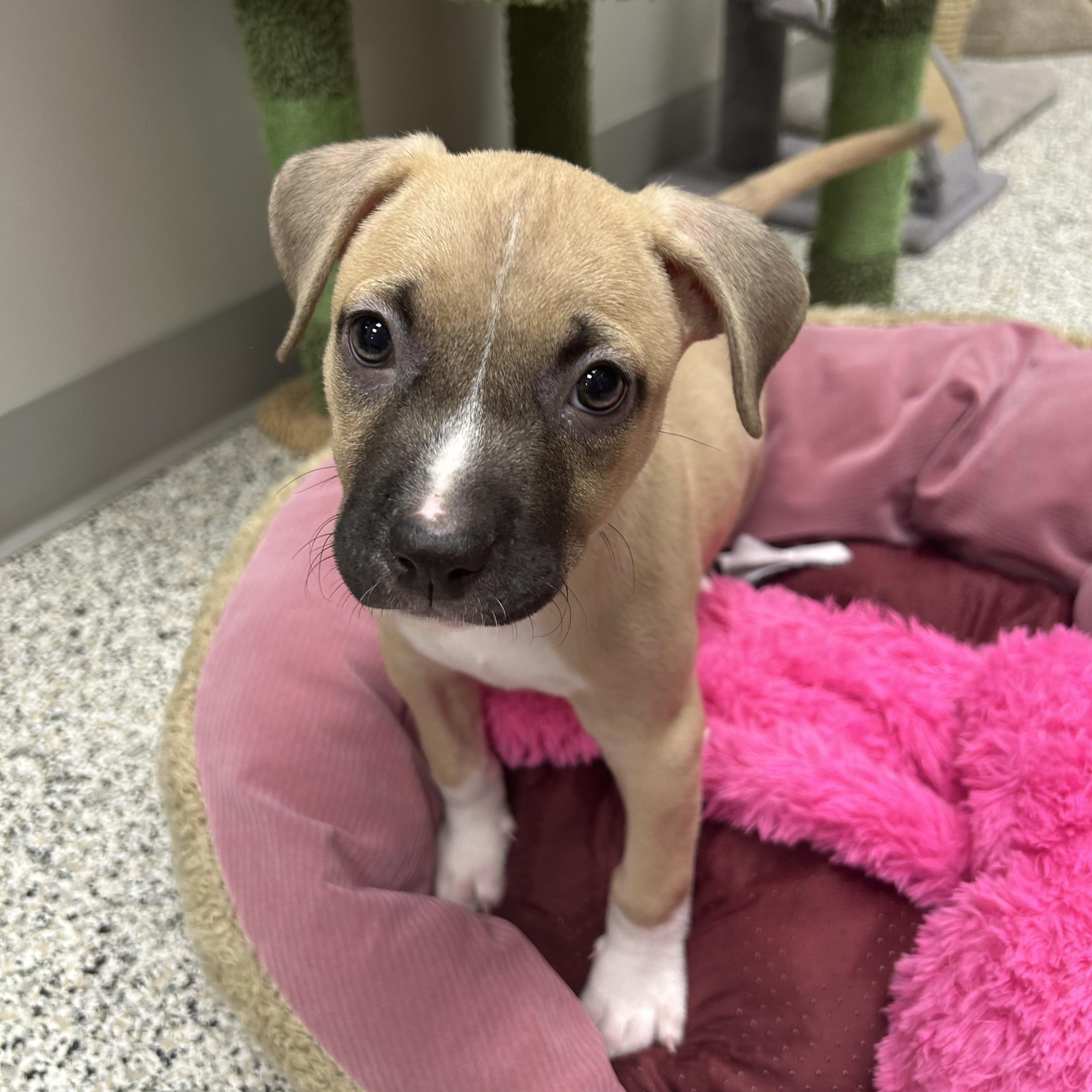 Enlarge Lennon, a ADOPTABLE mixed breed in Liberty, MO image 2/6