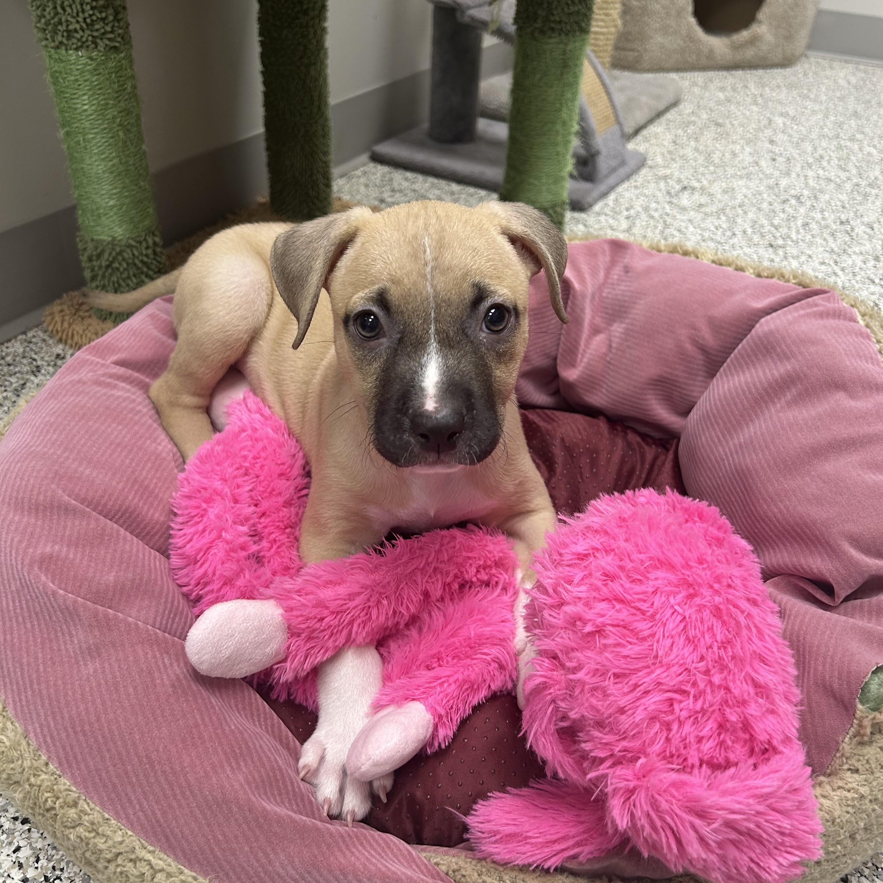 Enlarge Lennon, a ADOPTABLE mixed breed in Liberty, MO image 1/6