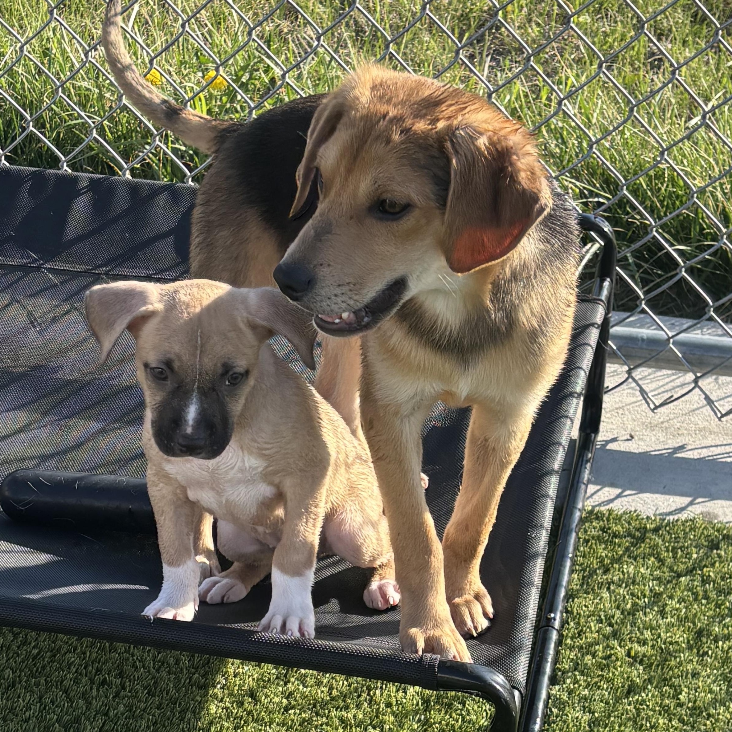 Enlarge Lennon, a ADOPTABLE mixed breed in Liberty, MO image 5/6