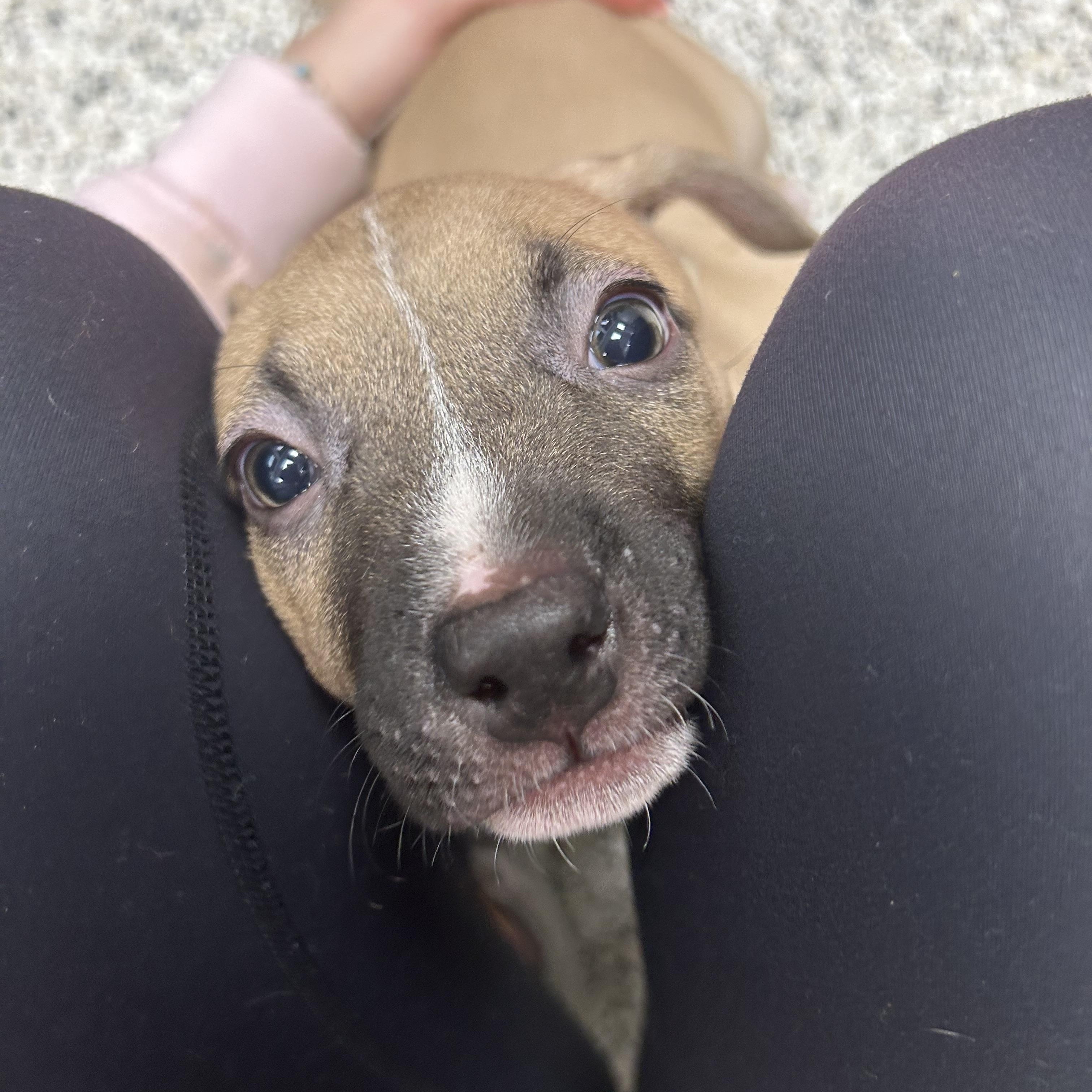 Enlarge Lennon, a ADOPTABLE mixed breed in Liberty, MO image 4/6