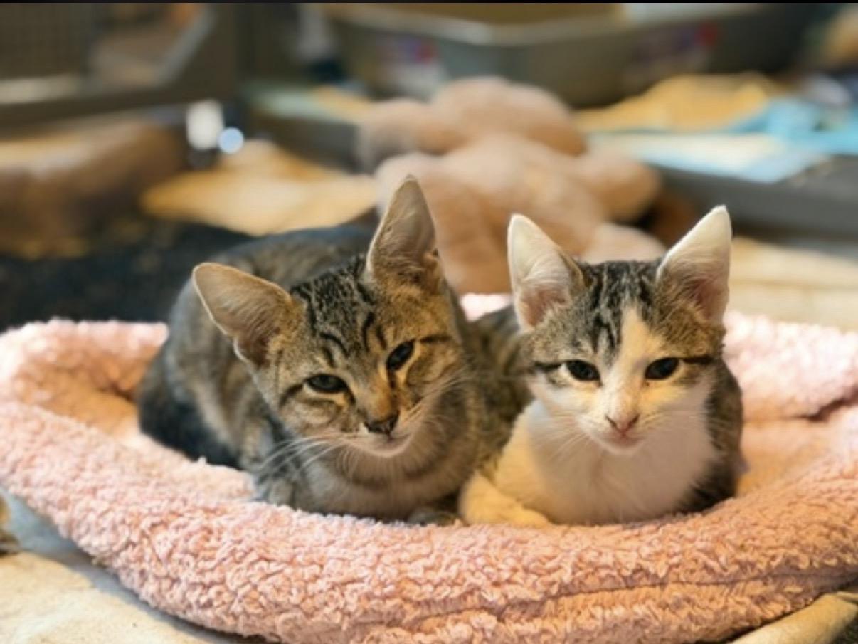 Toronto and Vancouver, adopted, Kitten Male Domestic Short Hair.