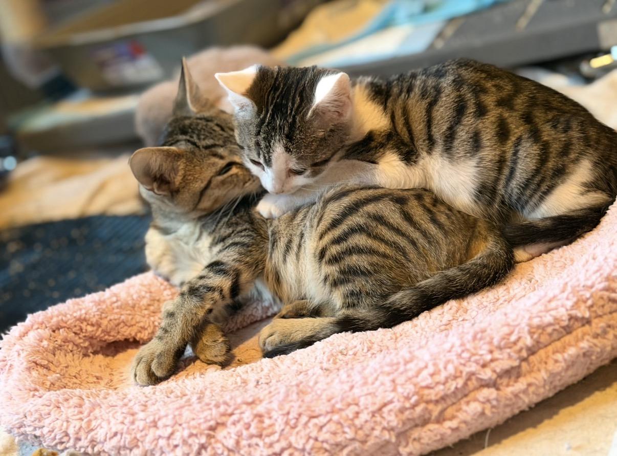 Toronto and Vancouver, an adopted Domestic Short Hair in Oceanside, CA image 2/2