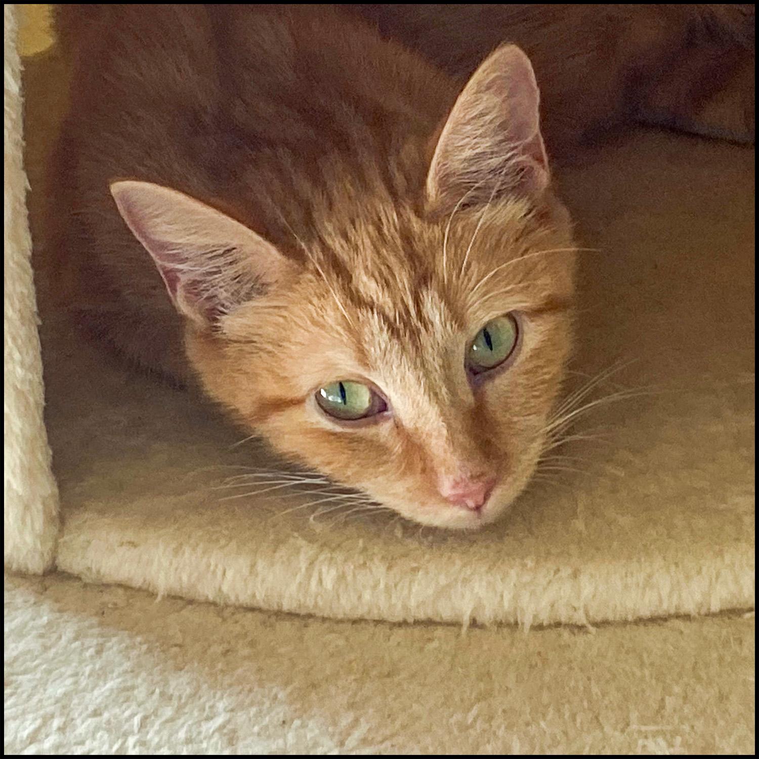 Crinkle, ADOPTABLE, Adult Female Domestic Short Hair & Tabby.