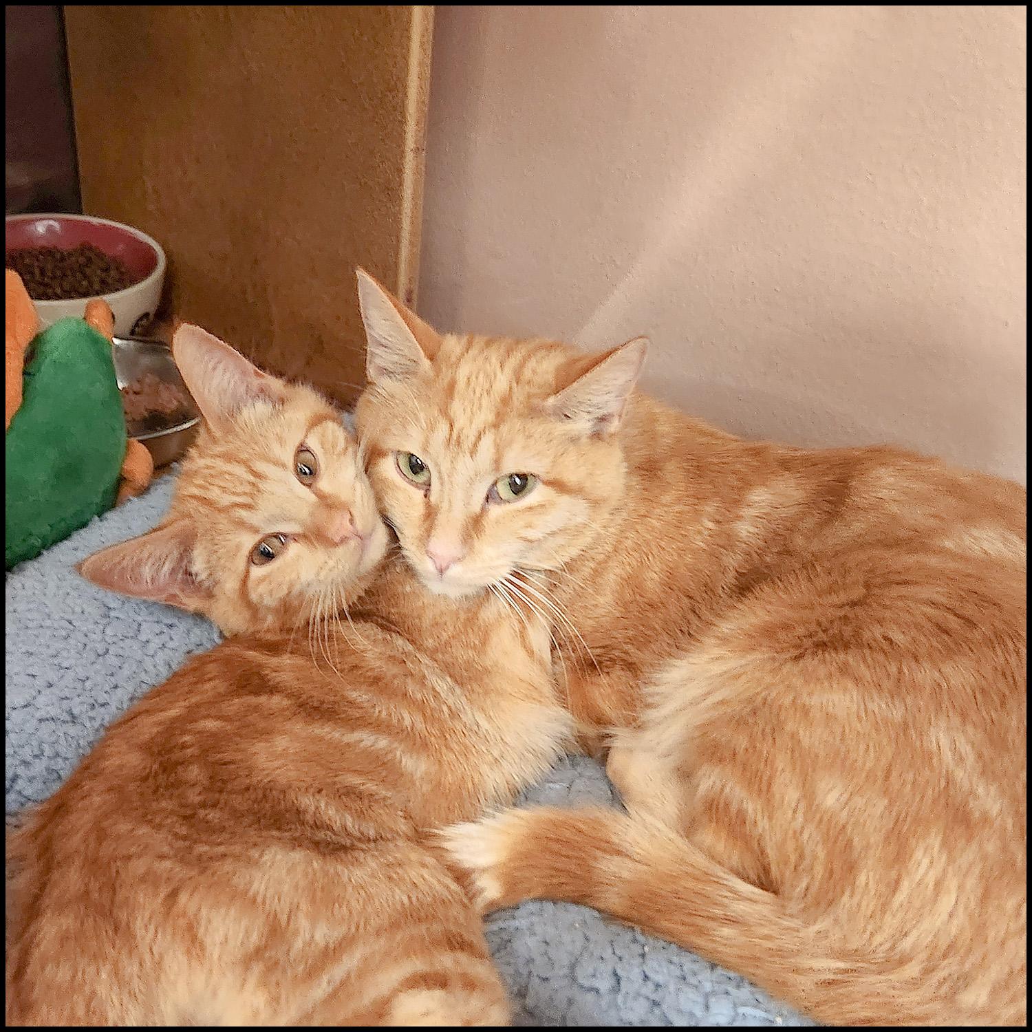 Enlarge Crinkle, a ADOPTABLE mixed breed in Roswell, GA image 2/3