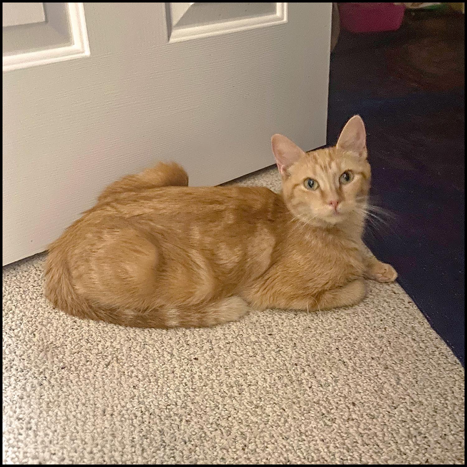 Enlarge Crinkle, a ADOPTABLE mixed breed in Roswell, GA image 3/3