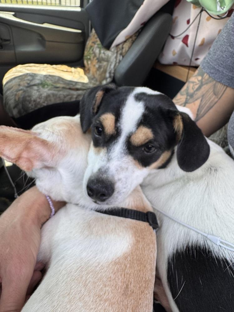 Enlarge Grace, a Adopted mixed breed in Denver, CO image 1/6