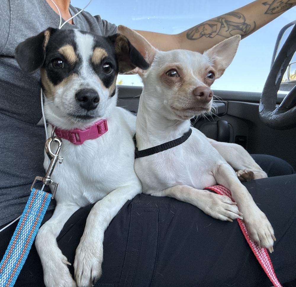 Enlarge Grace, a Adopted mixed breed in Denver, CO image 2/6