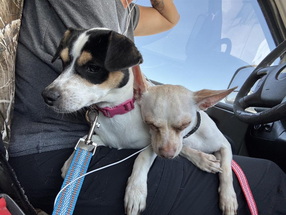 Enlarge Grace, a Adopted mixed breed in Denver, CO image 5/6