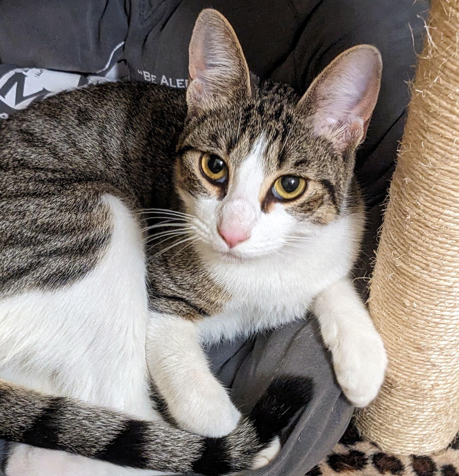 Sammy #fun-lovin'-guy, Adopted, Young Male Tabby & Domestic Short Hair.