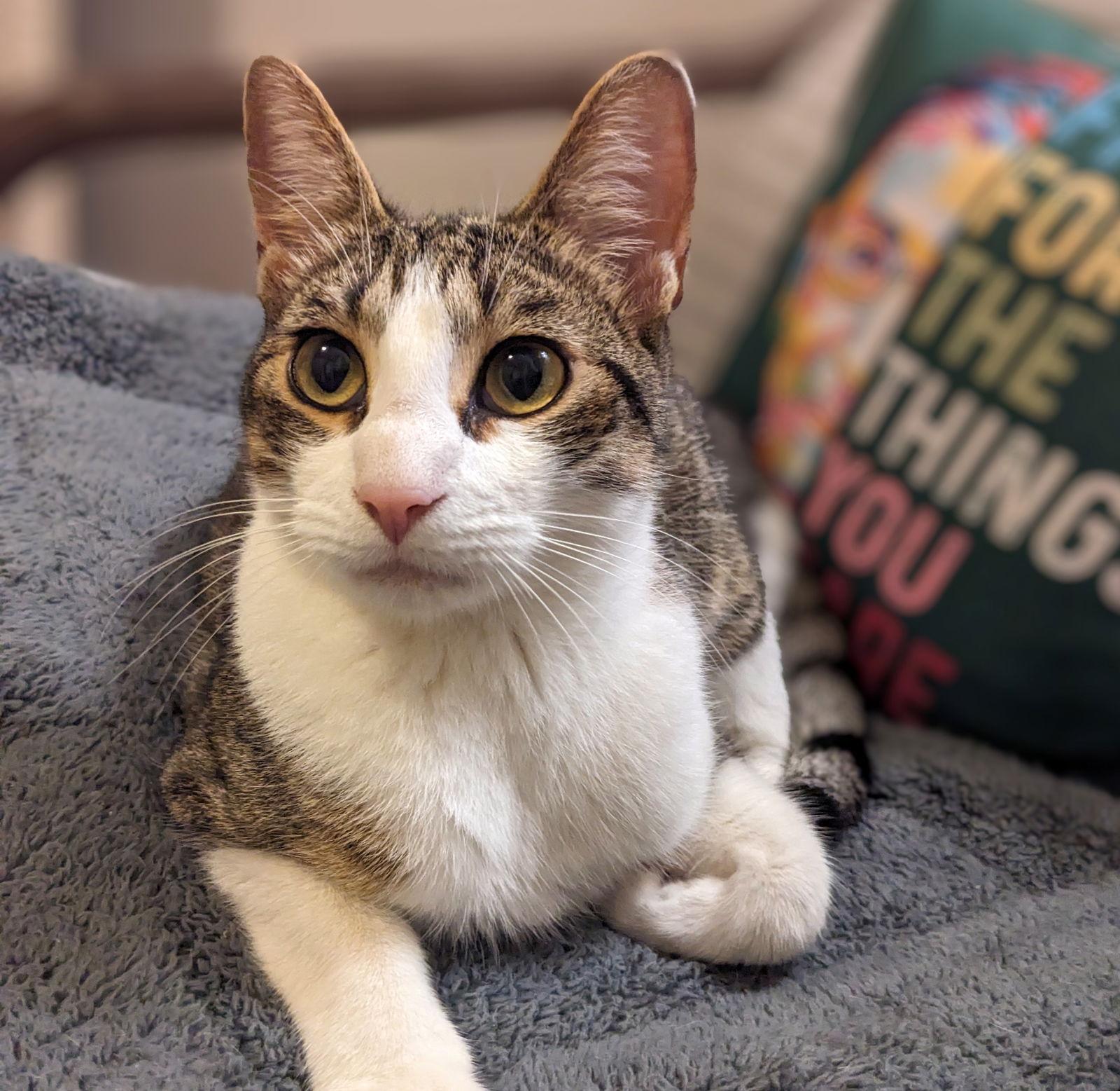 Enlarge Sammy #fun-lovin'-guy, a Adopted mixed breed in Houston, TX image 2/3