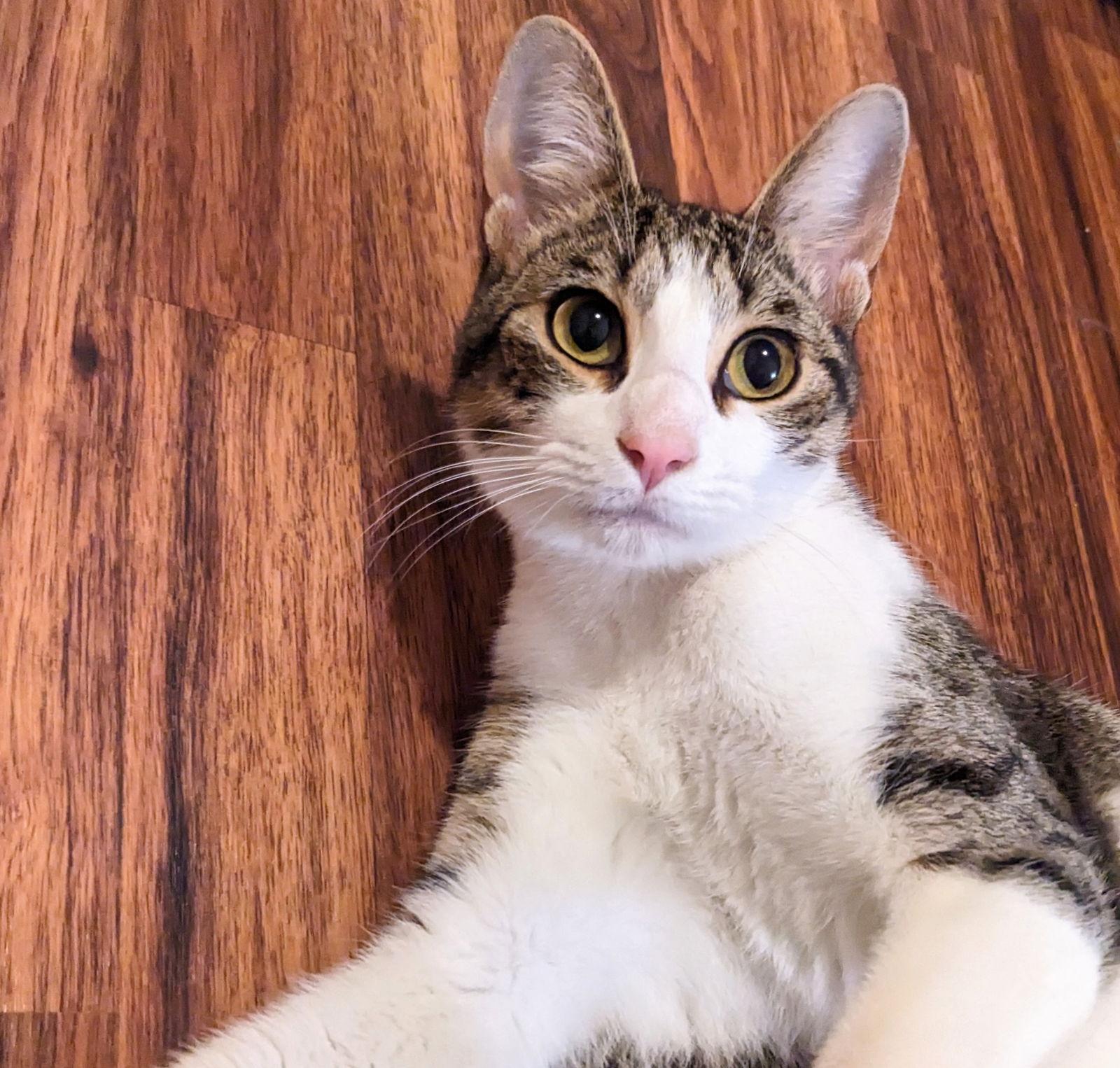 Enlarge Sammy #fun-lovin'-guy, a Adopted mixed breed in Houston, TX image 3/3