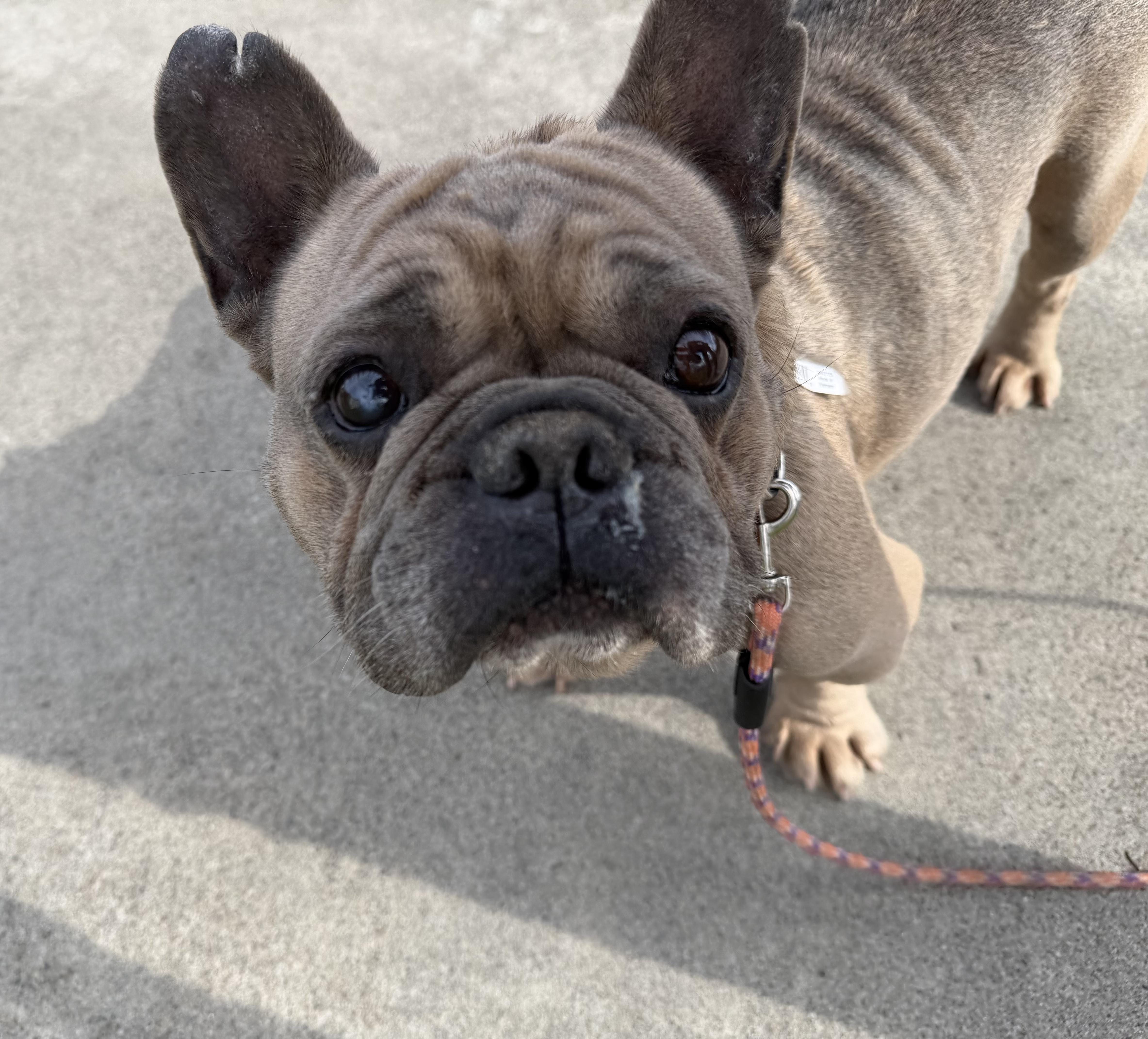 Enlarge Gaspard & Josephine, a ADOPTABLE French Bulldog in Tracy, CA image 5/5