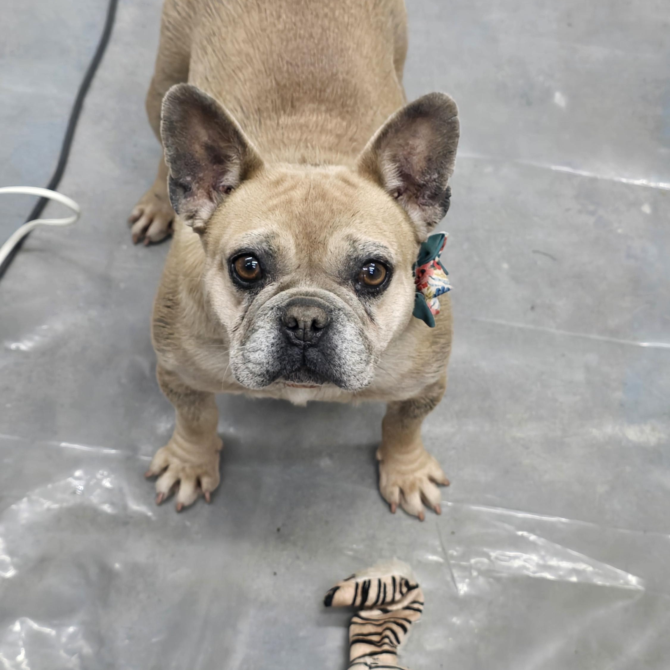 Enlarge Gaspard & Josephine, a ADOPTABLE French Bulldog in Tracy, CA image 2/5