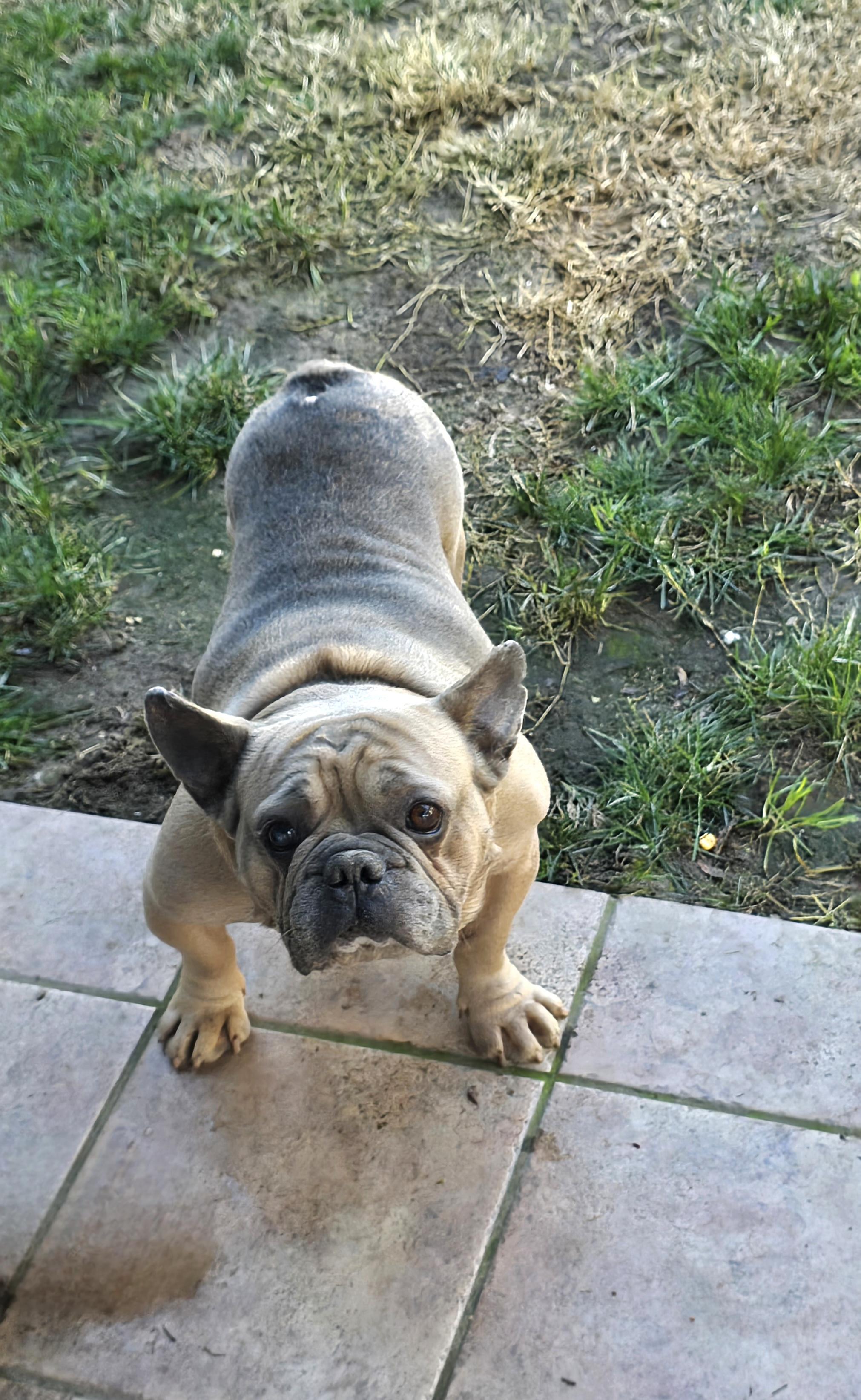 Enlarge Gaspard & Josephine, a ADOPTABLE French Bulldog in Tracy, CA image 1/5