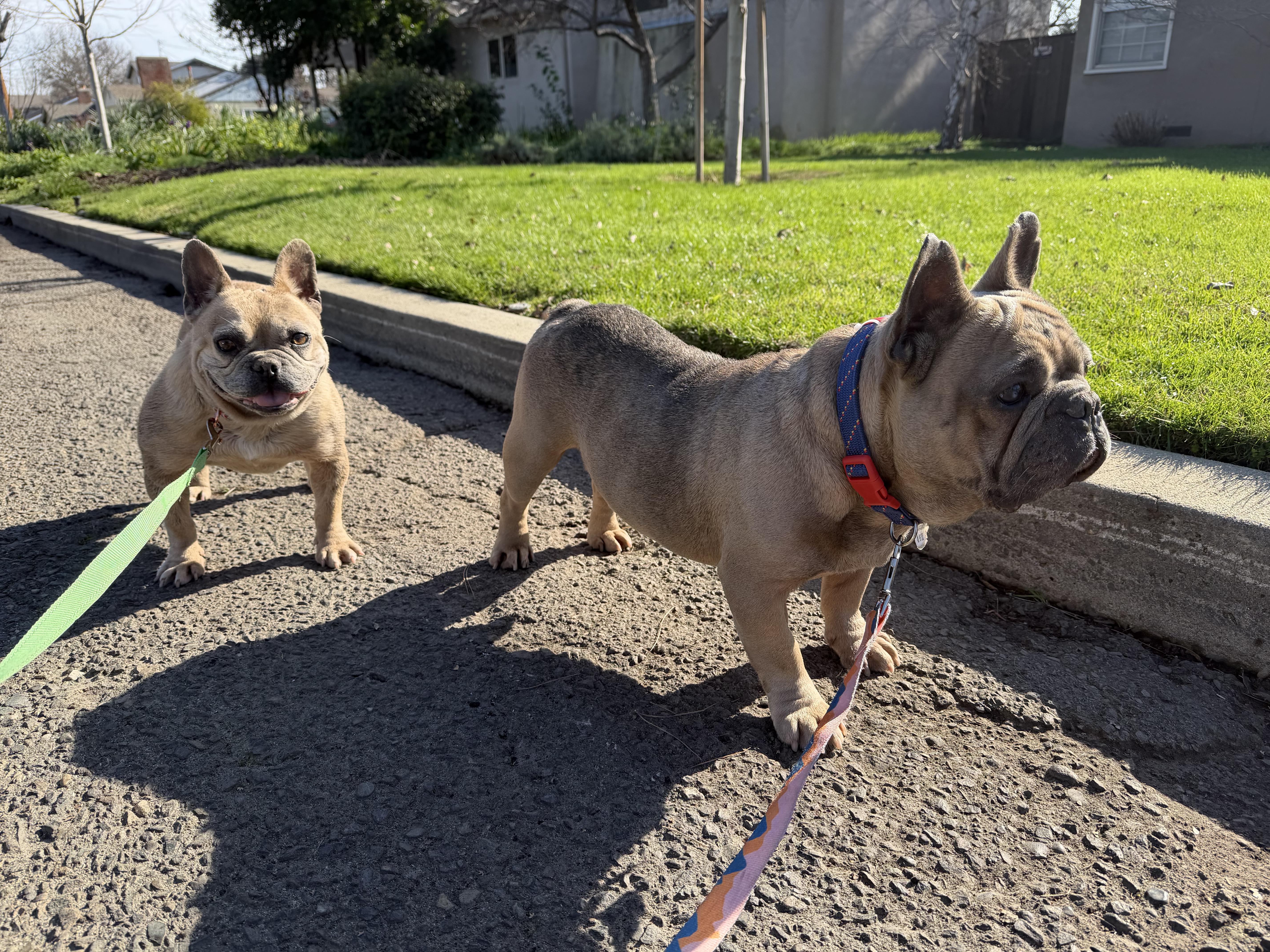 Enlarge Gaspard & Josephine, a ADOPTABLE French Bulldog in Tracy, CA image 3/5