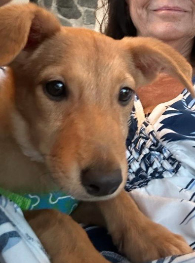 Enlarge Quincy, a Adopted mixed breed in Bridgewater, MA image 1/6