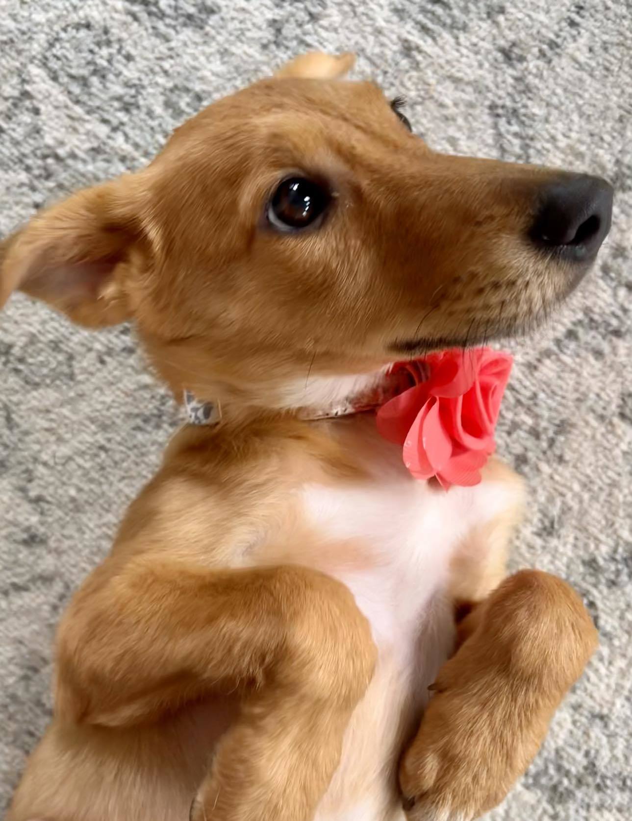 Enlarge Quincy, a Adopted mixed breed in Bridgewater, MA image 2/6