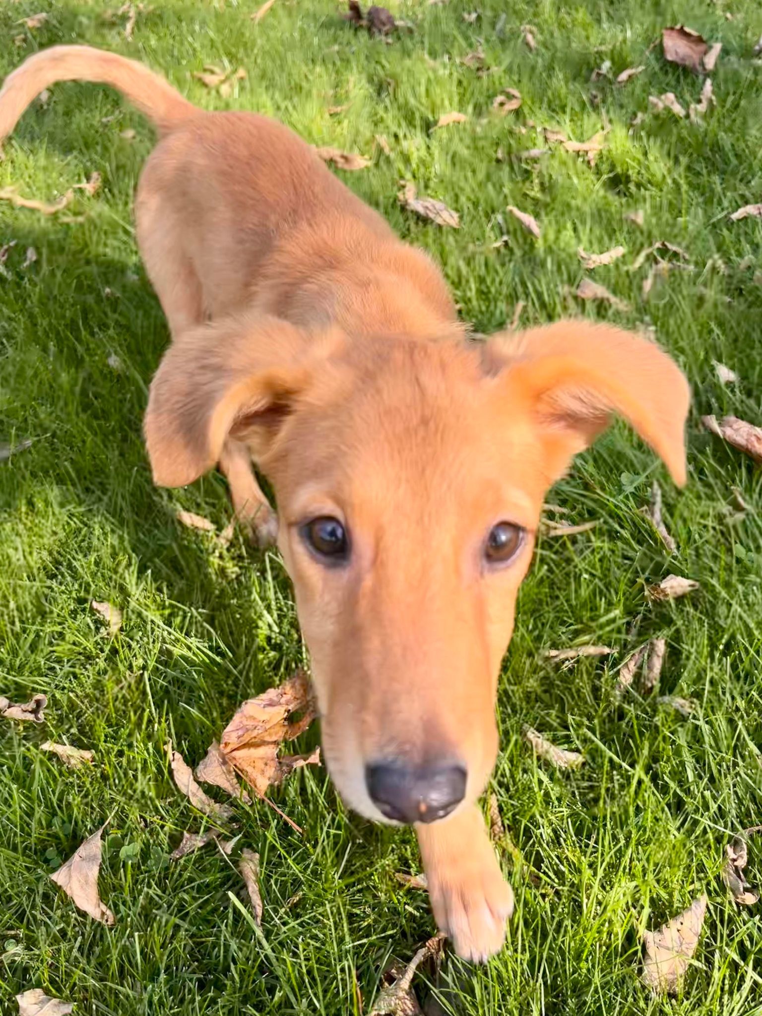 Enlarge Quincy, a Adopted mixed breed in Bridgewater, MA image 3/6