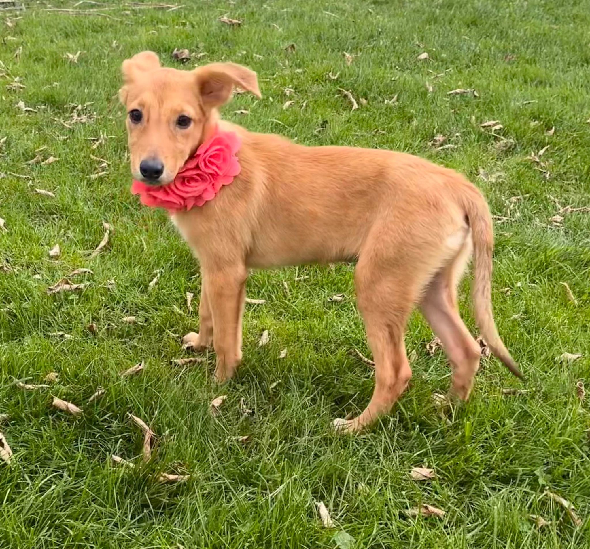 Enlarge Quincy, a Adopted mixed breed in Bridgewater, MA image 5/6