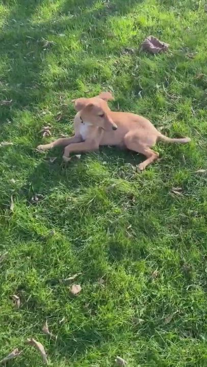 Enlarge Quincy, a Adopted mixed breed in Bridgewater, MA video 6/6