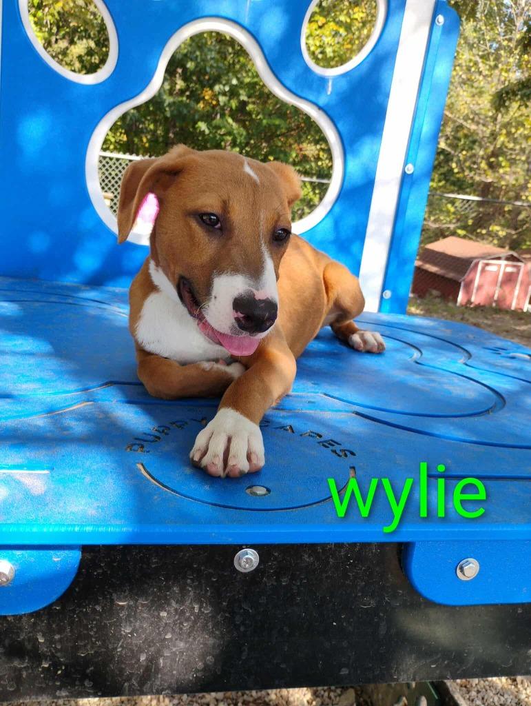 Wylie, Adoptable, Young Male Shepherd.