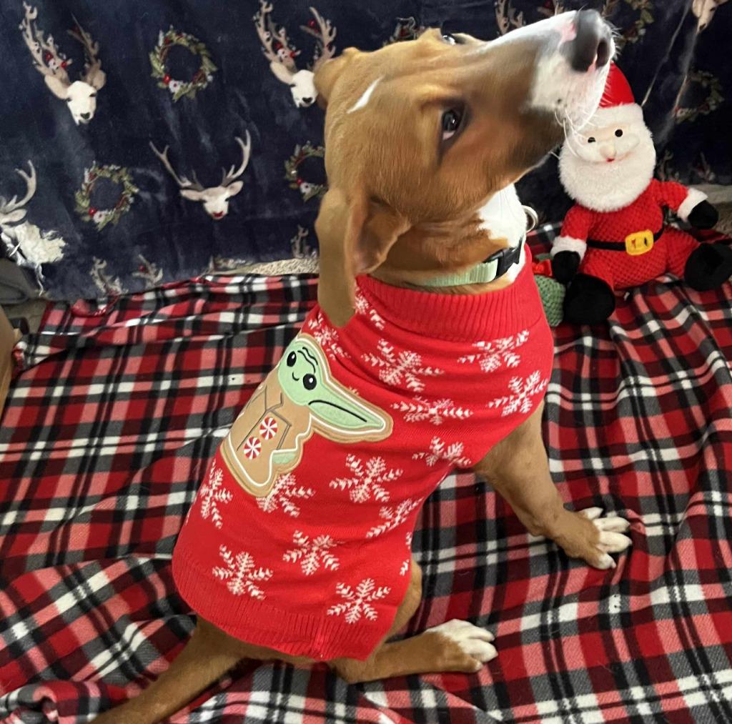 Wylie, a Adoptable mixed breed in Sunrise Beach, MO image 1/6