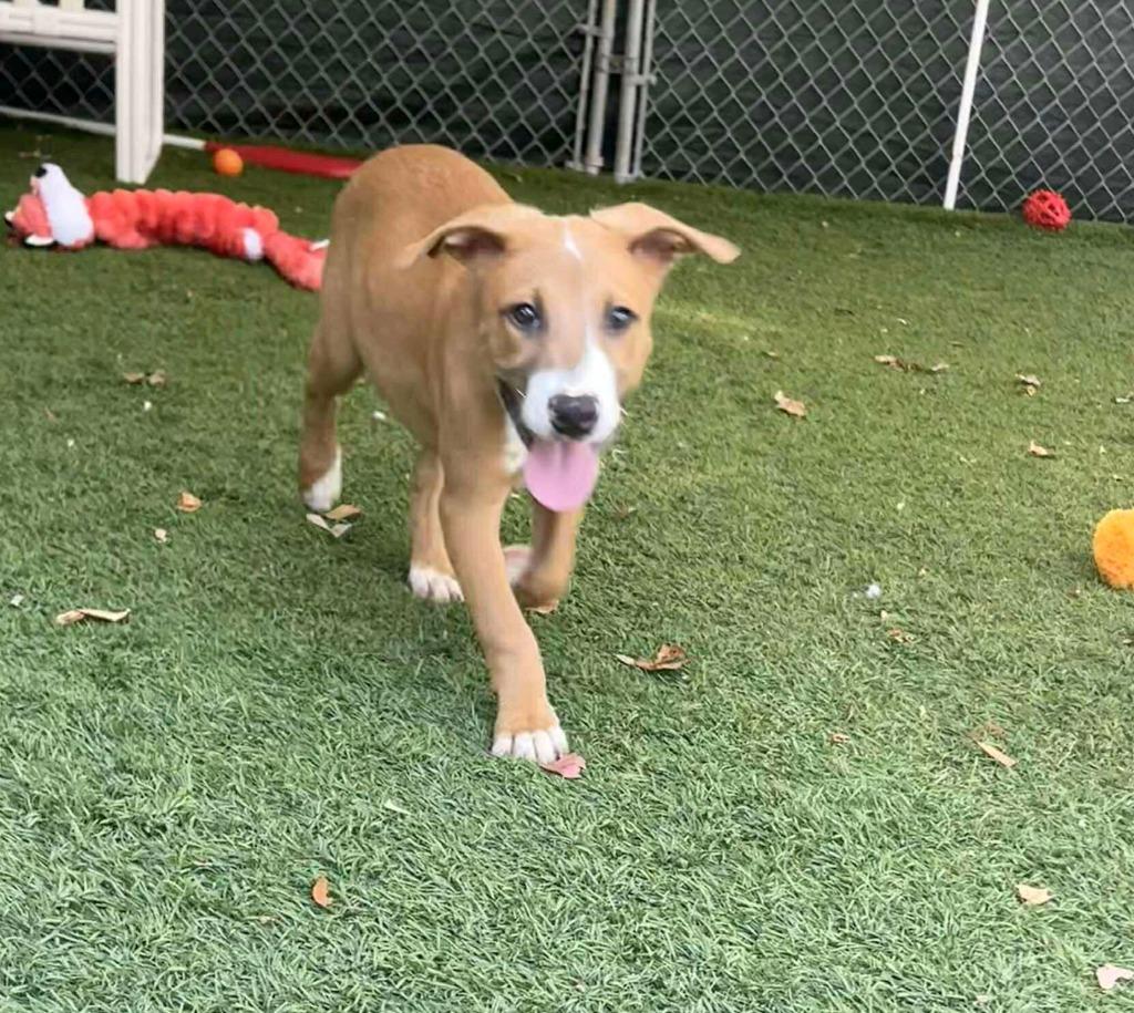 Wylie, a Adoptable mixed breed in Sunrise Beach, MO image 2/6