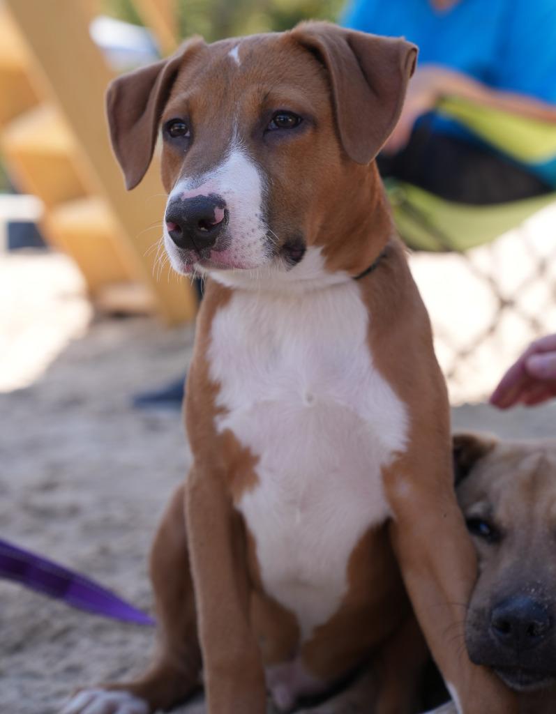Enlarge Wylie, a Adoptable mixed breed in Sunrise Beach, MO image 3/3