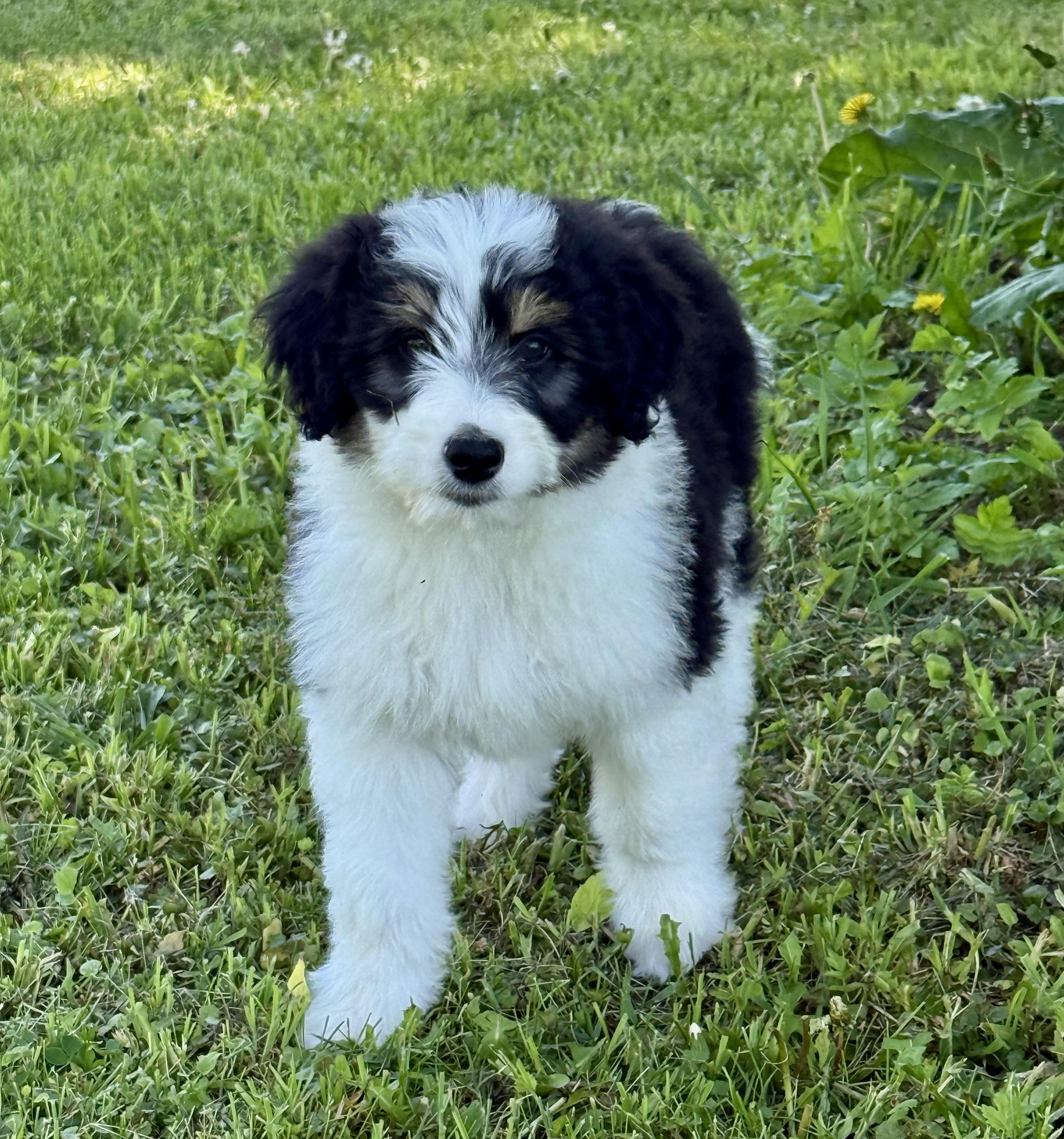Peter, adopted, Puppy Male Aussiedoodle.