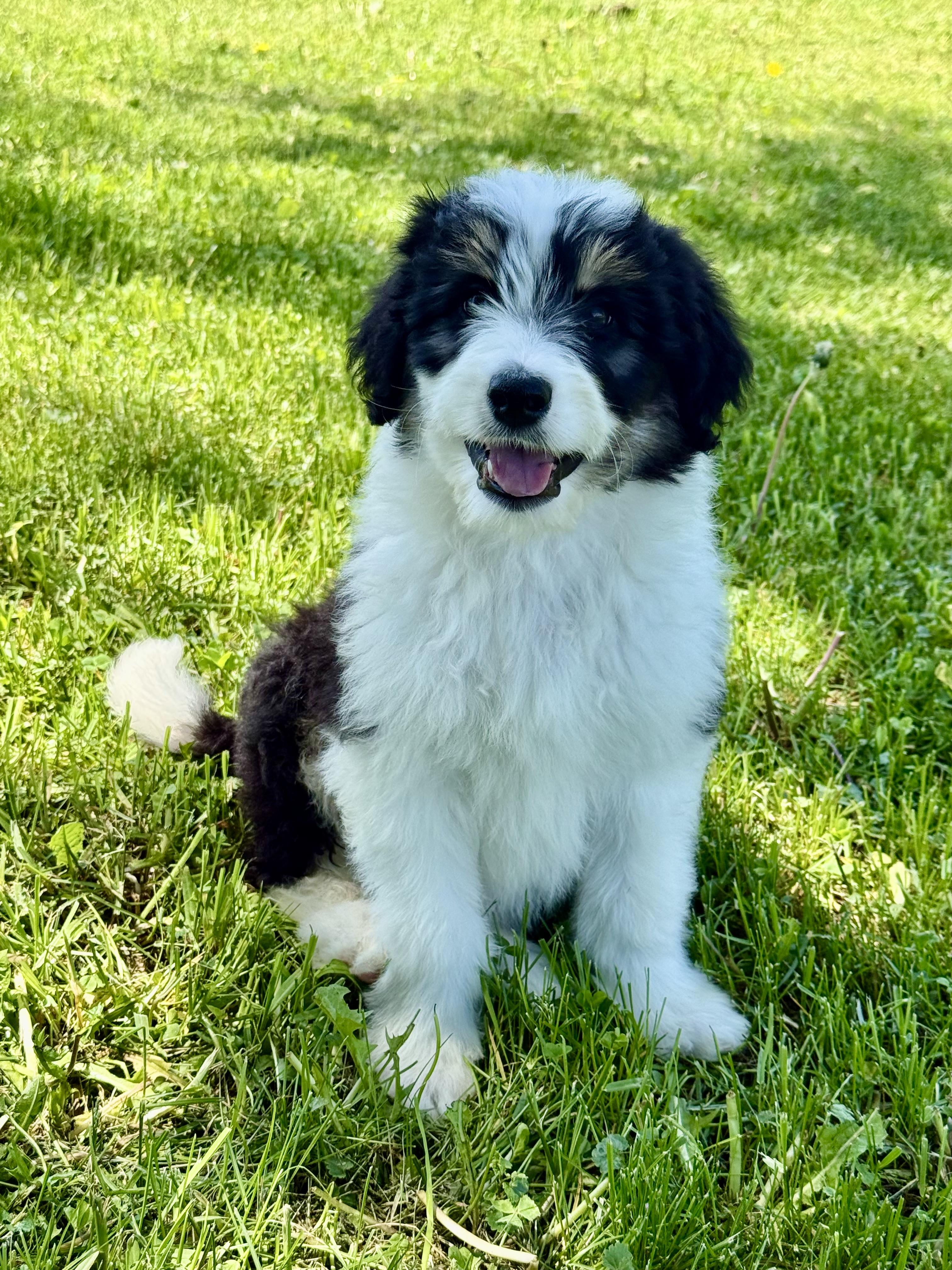 Peter, an adopted Aussiedoodle in Hustisford , WI image 2/3