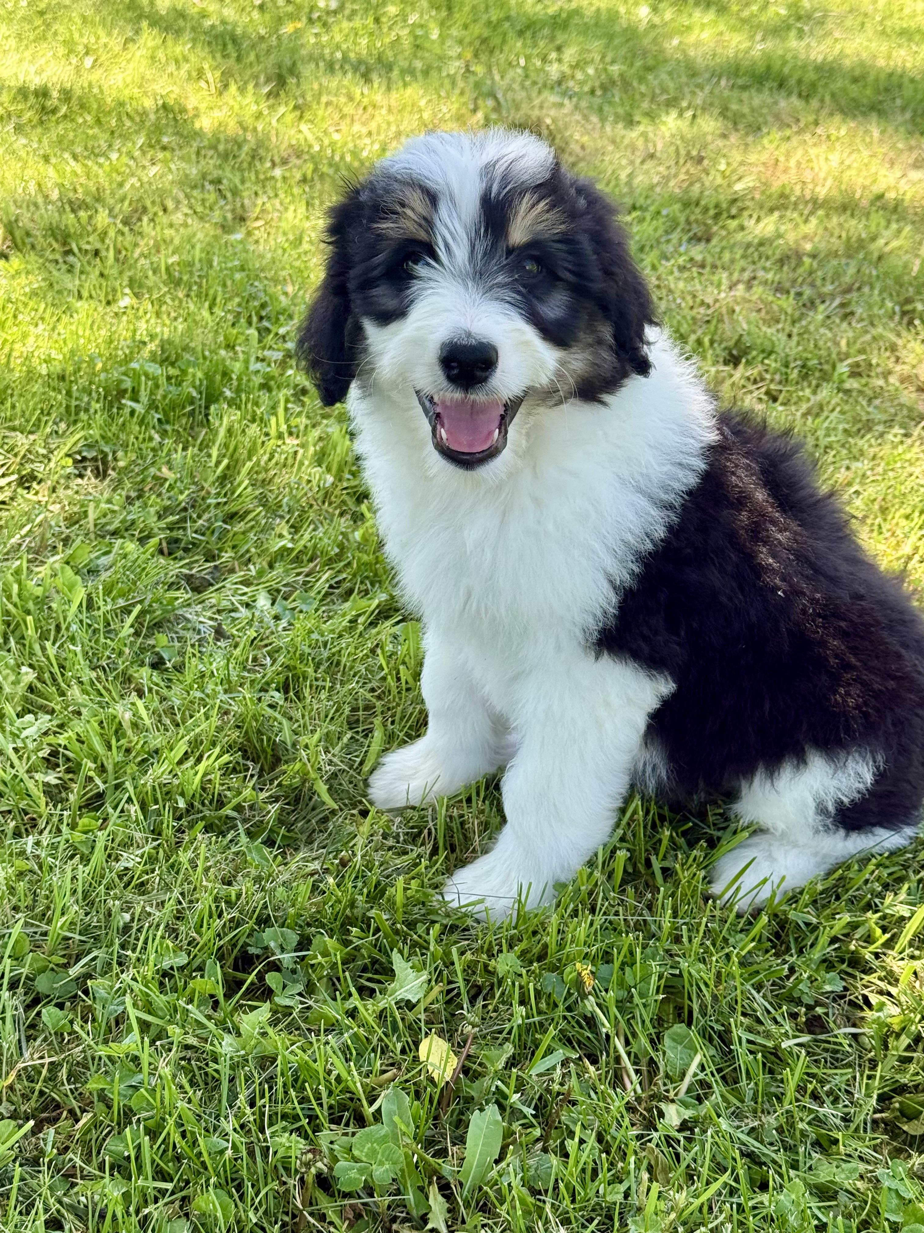 Peter, an adopted Aussiedoodle in Hustisford , WI image 3/3