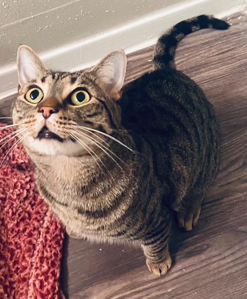 Nutmeg, Adoptable, Adult Male Domestic Short Hair.