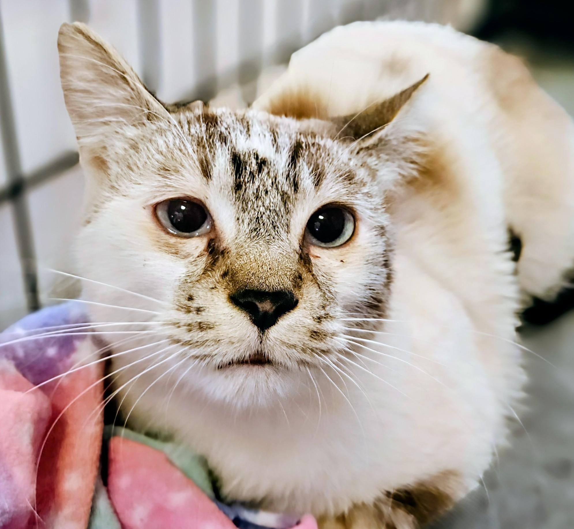 Enlarge Champion - Rancho Cucamonga PetSmart, a Adoptable Domestic Short Hair in Rancho Cucamonga, CA image 1/1