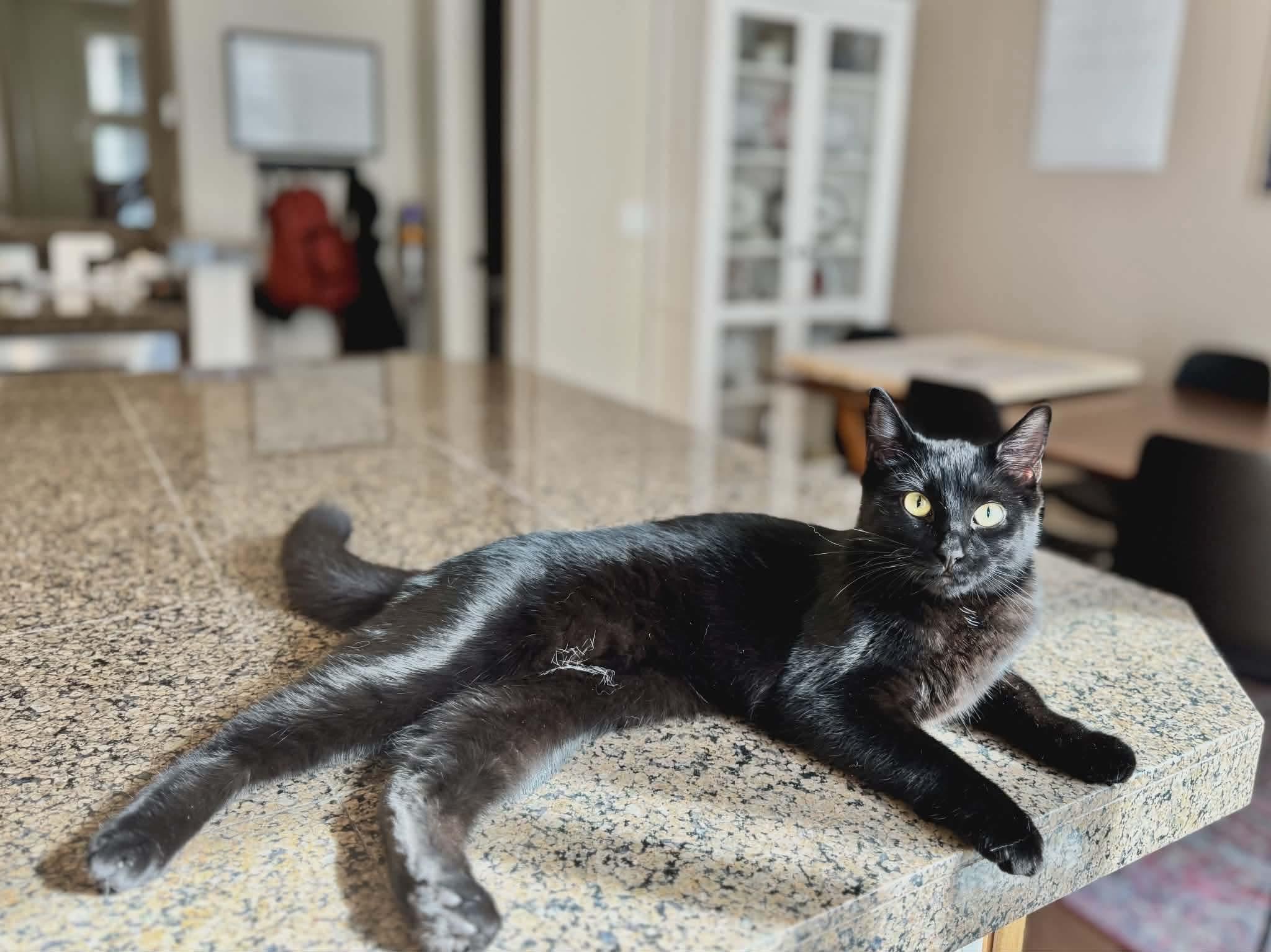 Enlarge Binx, an adopted Domestic Short Hair in Gladstone, OR image 4/6