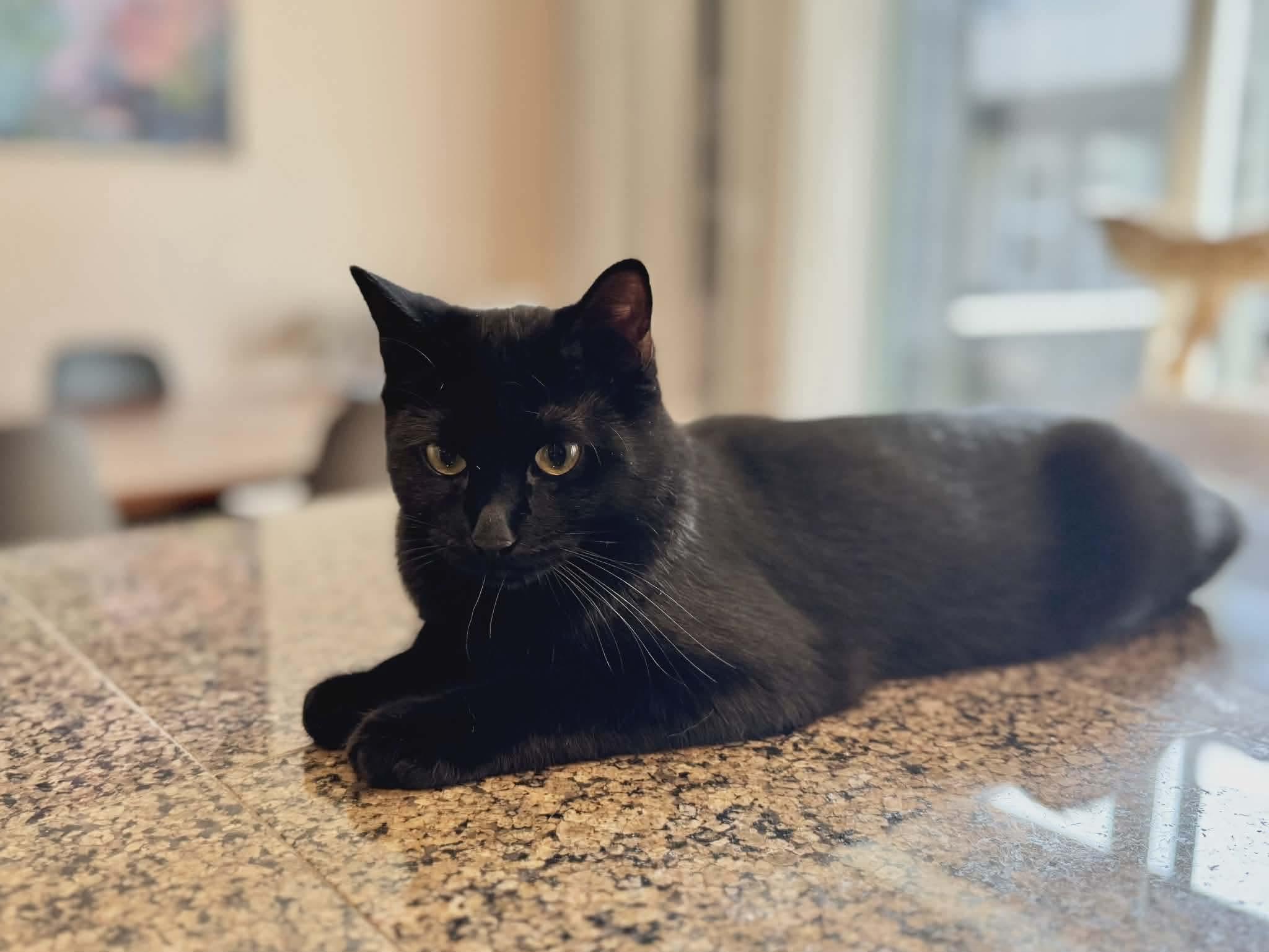 Enlarge Binx, an adopted Domestic Short Hair in Gladstone, OR image 3/6